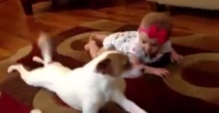 cachorro-ensinando-bebe-engatinhar