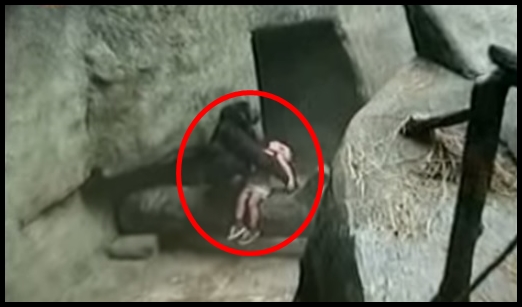 Criança sendo salva por uma gorila
