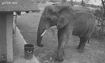 elefante-catando-o-lixo-e-jogando-na-lixeira