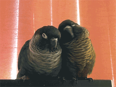 papagaios-fazendo-carinho