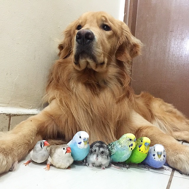 Cachorro-Bob-e-seus-oito-amigos-pássaros-e-um-hamster-1