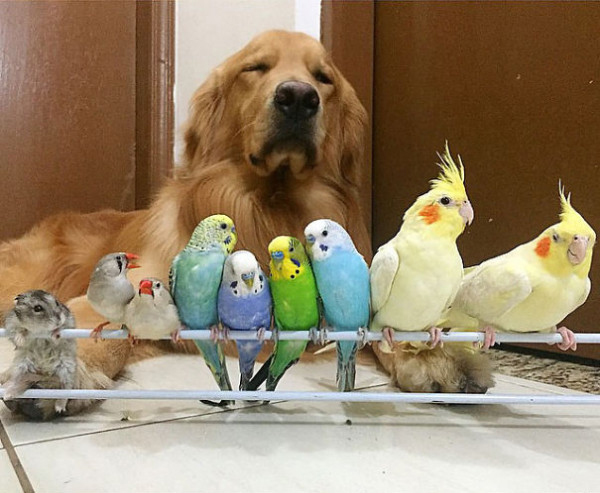 Cachorro-Bob-e-seus-oito-amigos-pássaros-e-um-hamster-9
