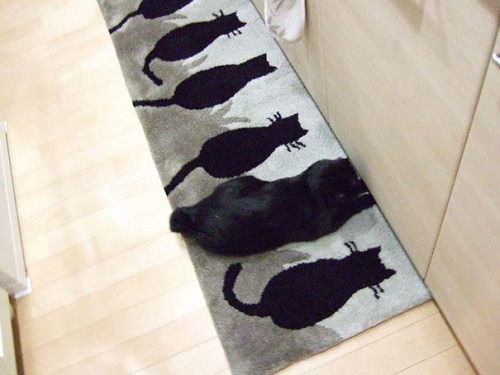 gatos-camuflados-5