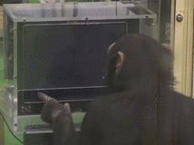 macaco-inteligente