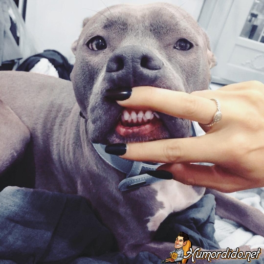 cachorro-com-dentes-bonitos