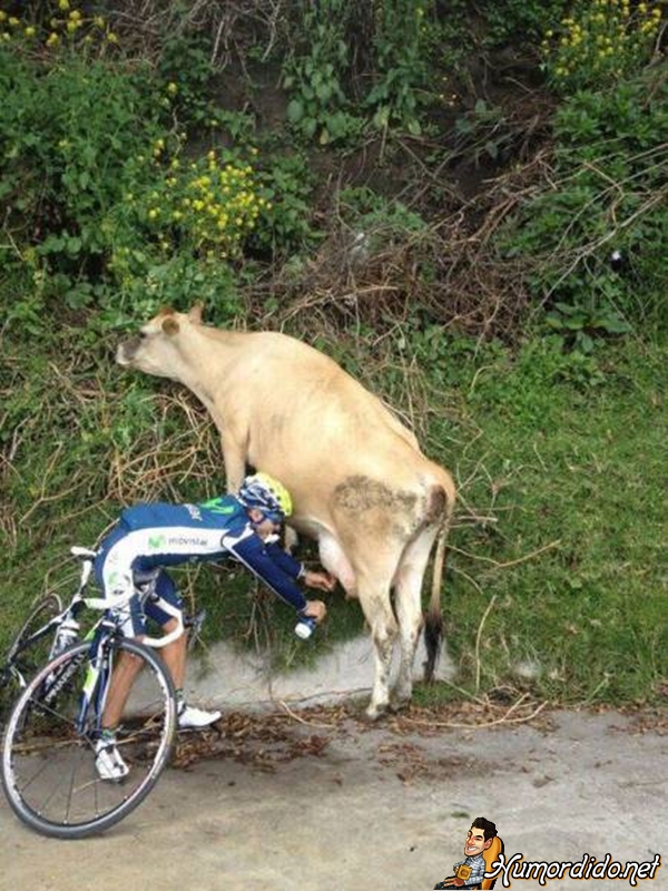 ciclista-e-a-vaca