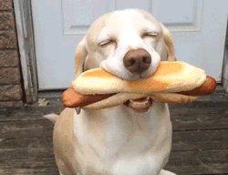 cachorro-comendo-cachorro-quente