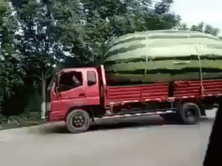melancia-gigante-sendo-transportada
