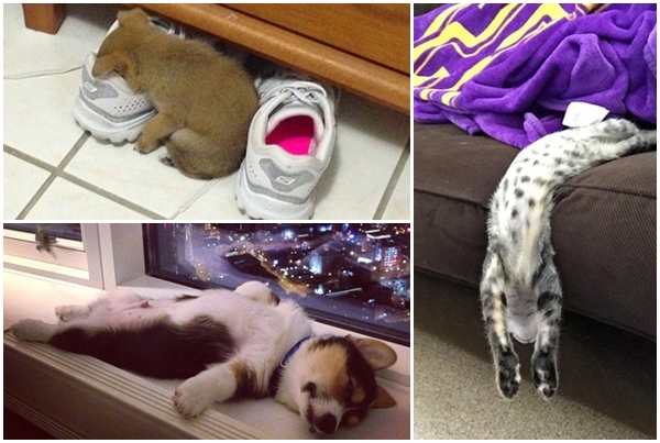 10 Cachorros e gatos dormindo em lugares e em posições